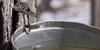 Maple Sugaring