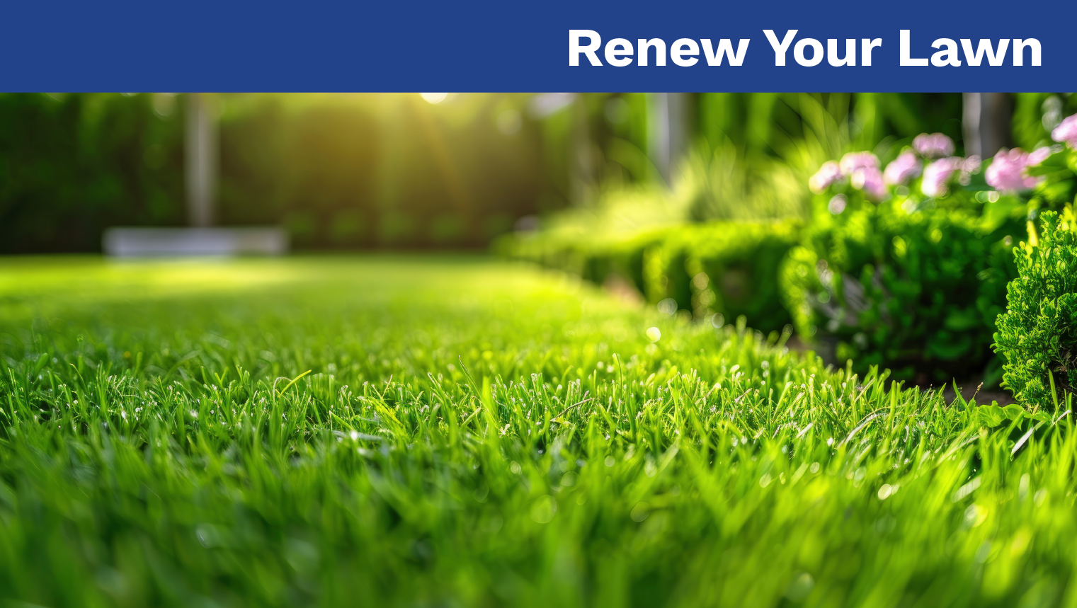 Renew Your Lawn