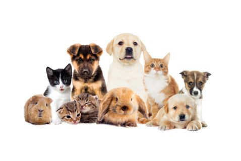 Pet &amp; Animal Supplies