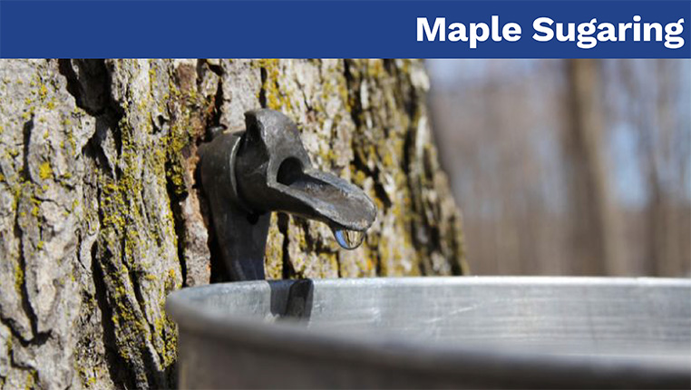 Maple Sugaring 