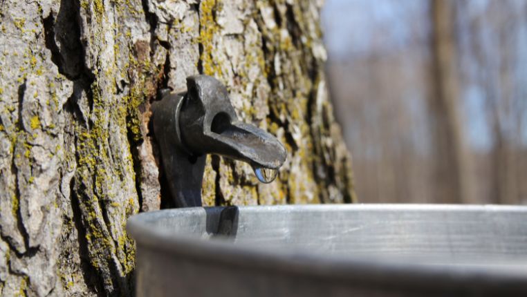 Maple Sugaring