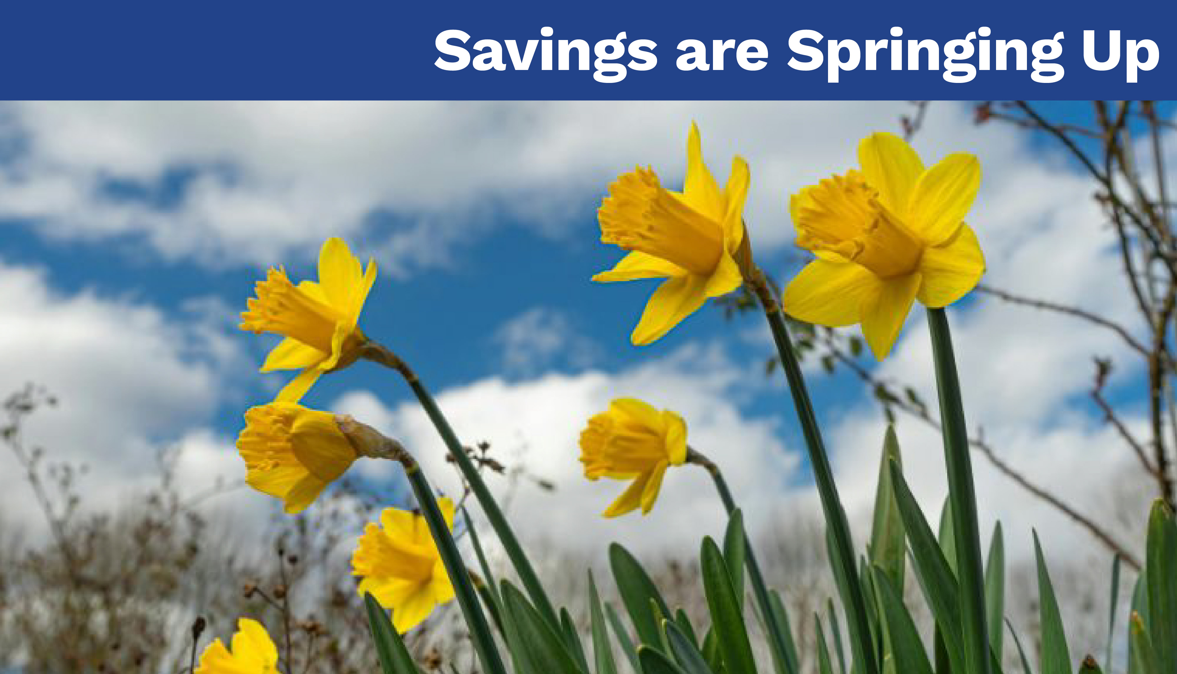 Savings Are Springing Up