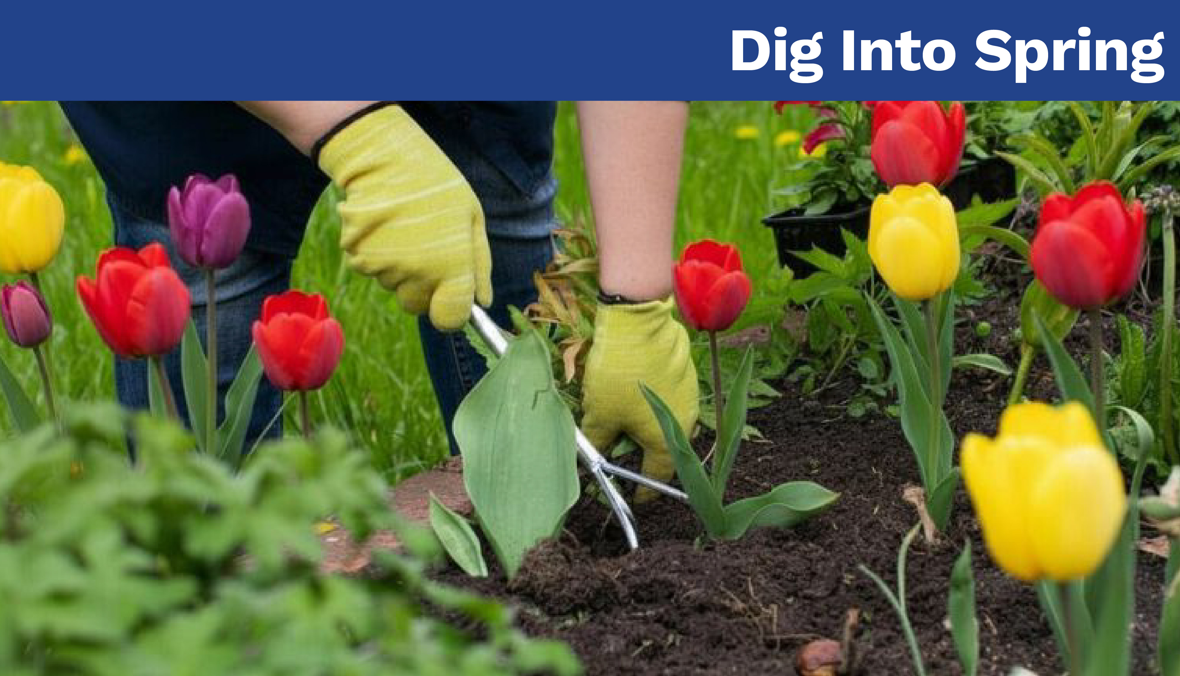 Dig Into Spring