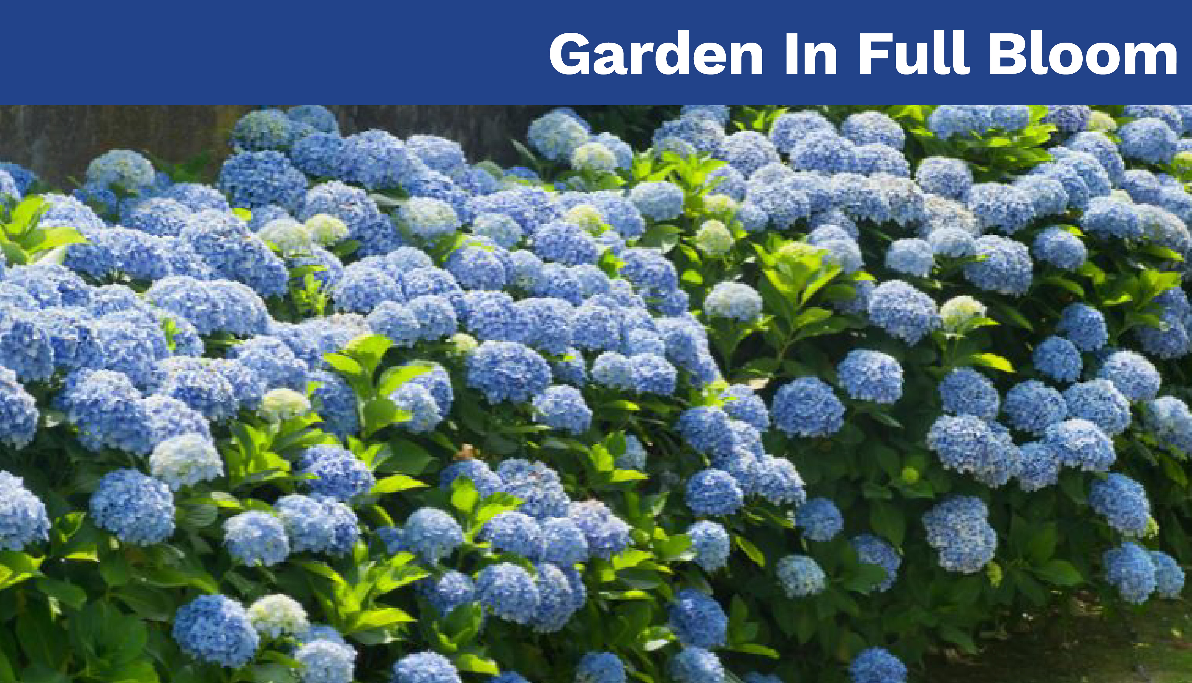 Garden In Full Bloom
