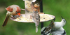 Bird Baths &amp; Feeders